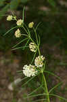 Whorled milkweed